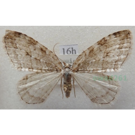 Epirrita autumnata (Borkhausen, 1794) Paśnik jesieniak Czech16h